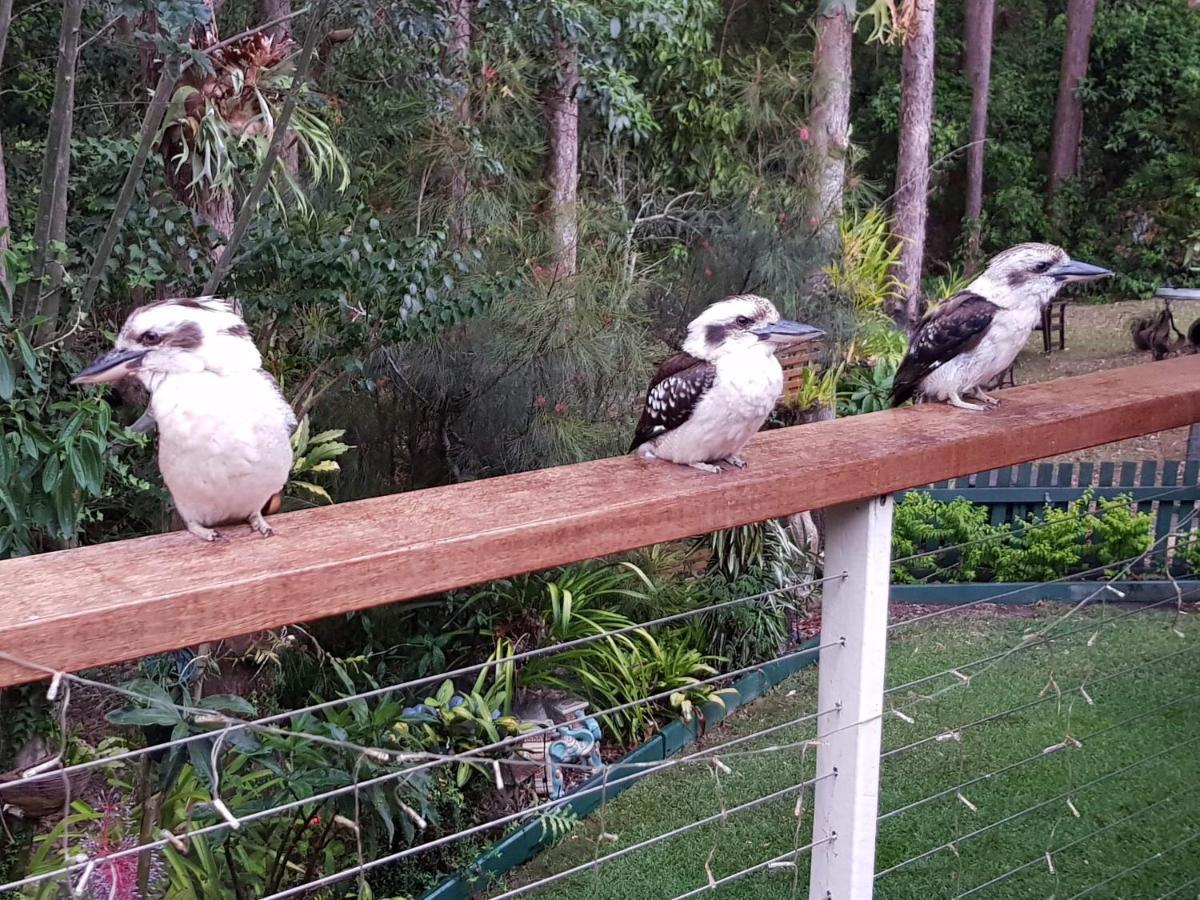 Buderim Forest Hideaway Exterior photo